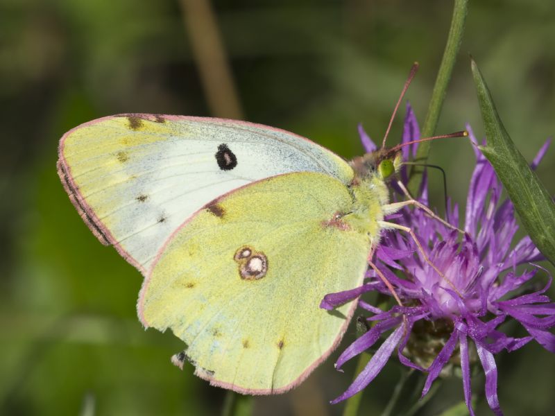 Pieridae: Colias alfacariensis? s !